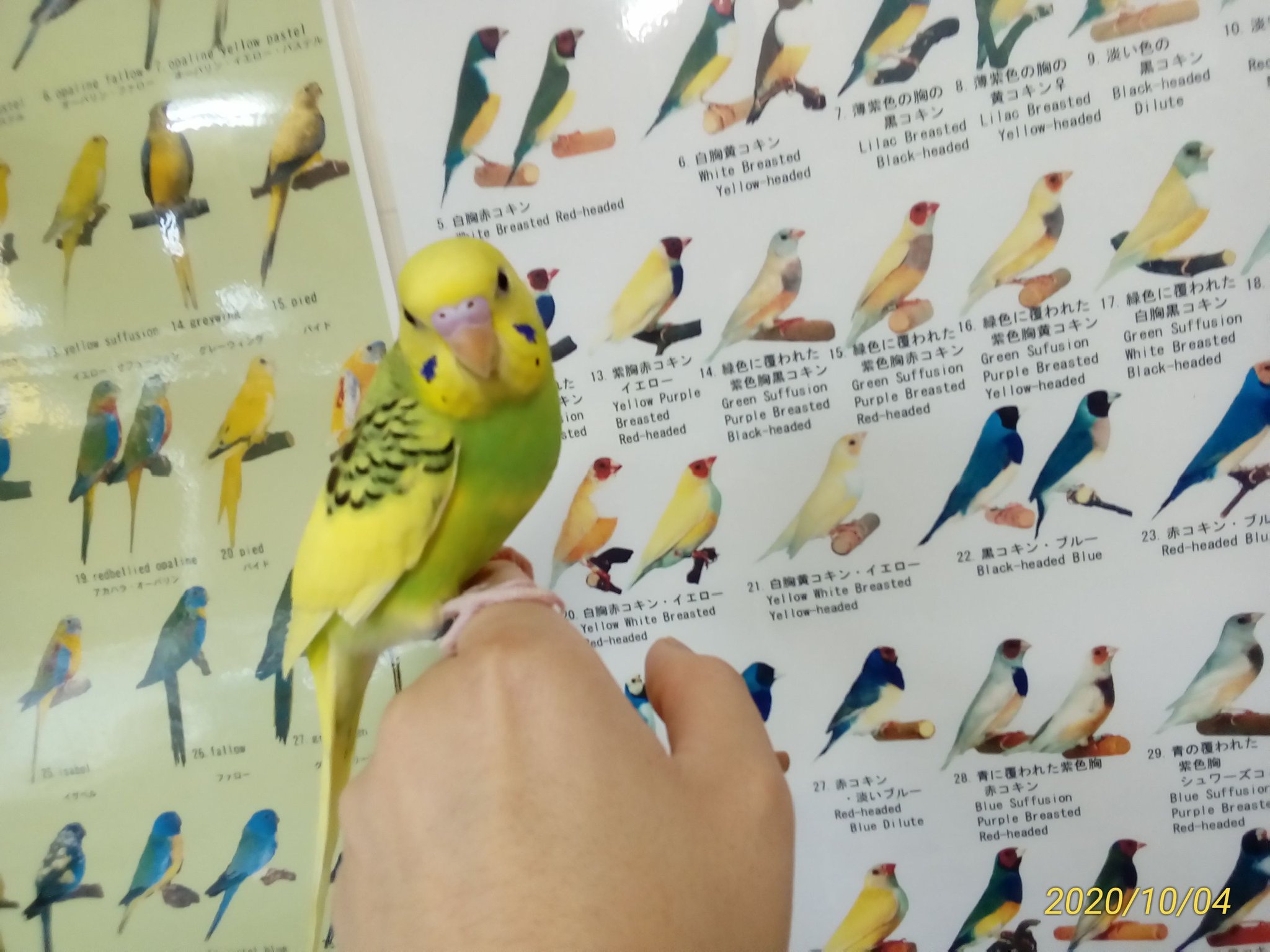 埼玉県鶴ヶ島市ペットショップハピネス🐦小鳥、インコ小動物専門 埼玉県鶴ヶ島市ペットショップハピネス🐦小鳥、インコ小動物専門