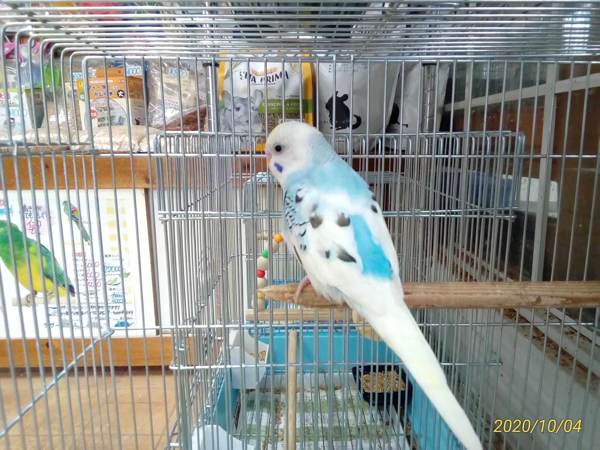 インコ屋 Twitter Search Twitter