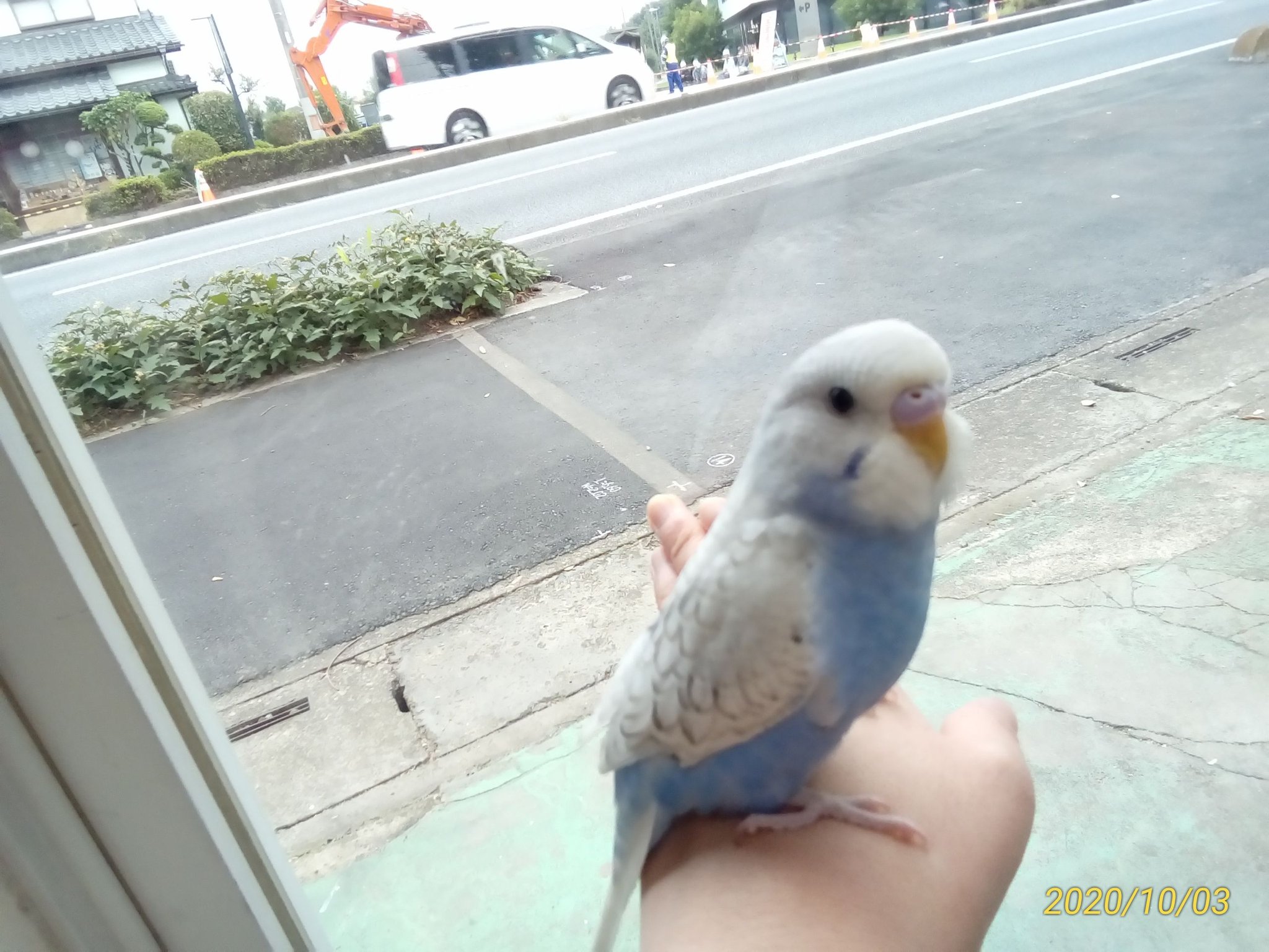 インコ屋 Twitter Search Twitter