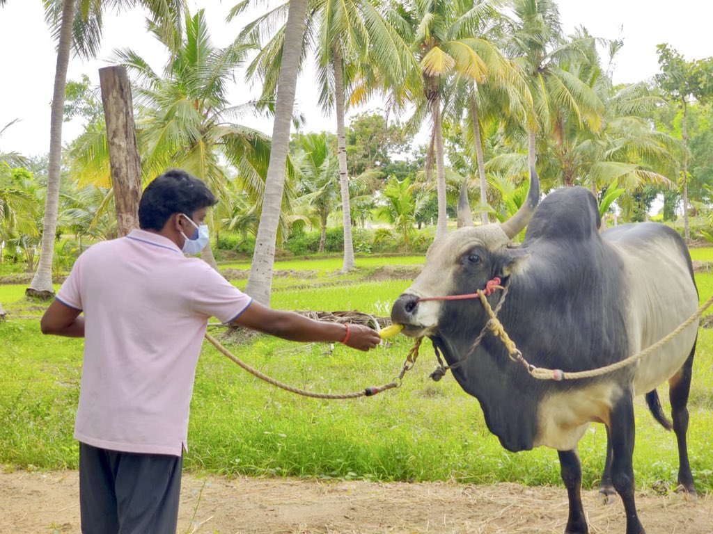 Vijayabaskarofl's tweet photo. Good morning! Starting off my day with a walk in the farm and spending some time with my Kombans (my bulls) after a long time. Have a great day! #sundayvibes #Sunday https://t.co/lxSlgKDofU
