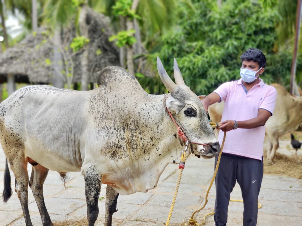 Vijayabaskarofl's tweet photo. Good morning! Starting off my day with a walk in the farm and spending some time with my Kombans (my bulls) after a long time. Have a great day! #sundayvibes #Sunday https://t.co/lxSlgKDofU