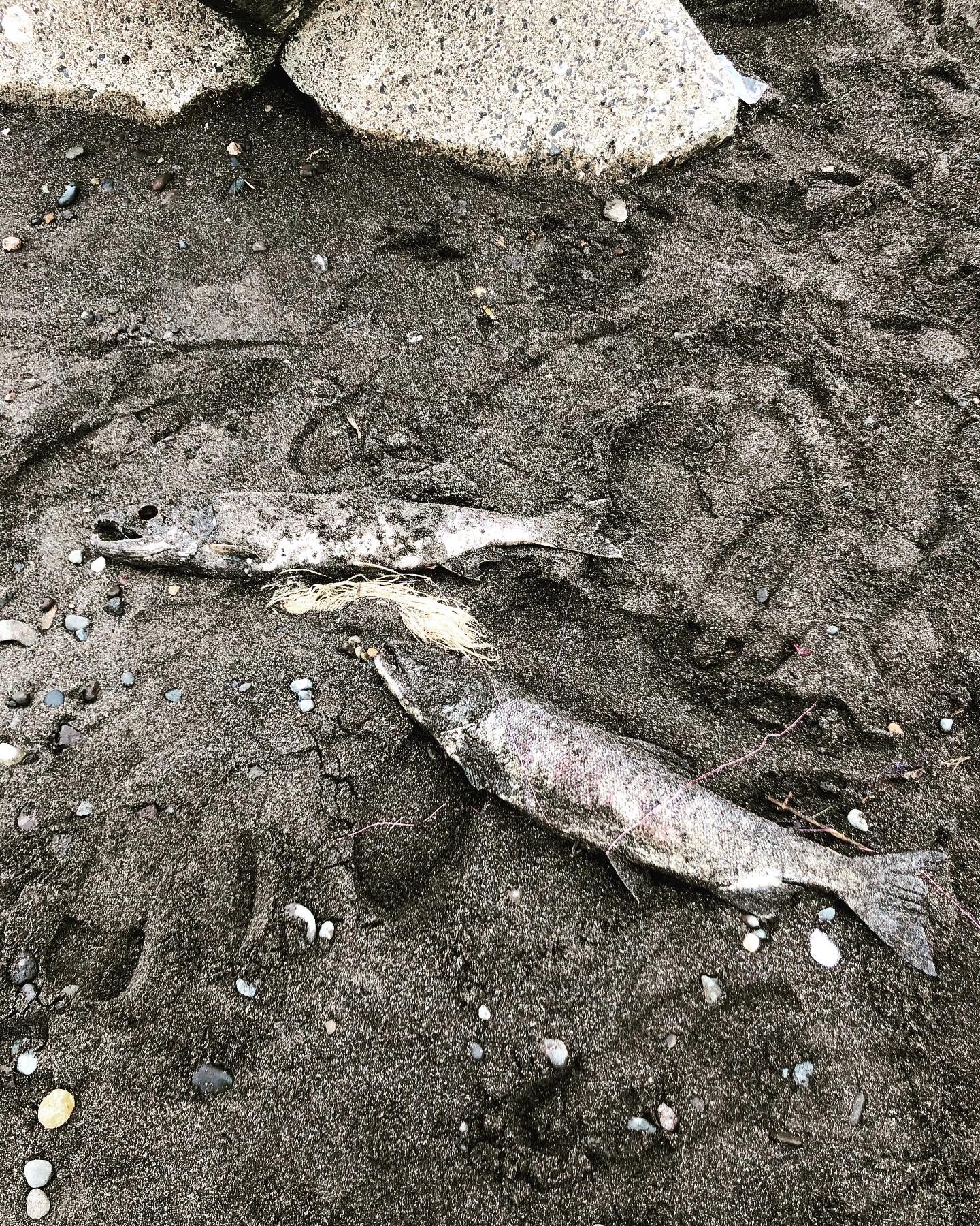 エゾカムイ 胸糞風景 遡上前の河口に溜まるサケは別名ブナと呼ばれ 脂が無く不味いとされています それを知ってかオスのサケを釣ったら逃せば良いのにその辺に放置メスのサケは腹だけイクラだけ取られ放置 なんだそれ これは釣りじゃない モラルは