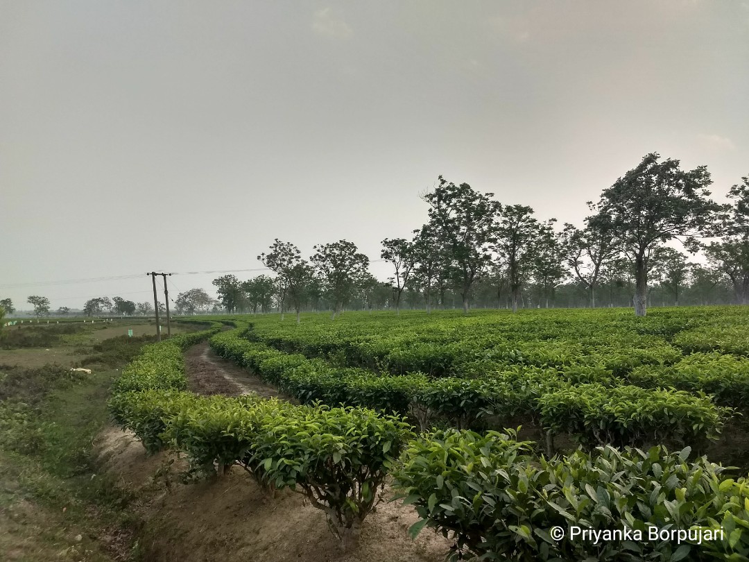 Give us this dayOur daily cup of caffeine + stimulant(Our daily wage that's a livable oneOur daily dignity at par with men)Dalowabari Tea Estate, Assam.Thinking of all women whose toil is assumed to be part of their anatomy, during This Pandemic & in 2019 while on  #EdenWalk