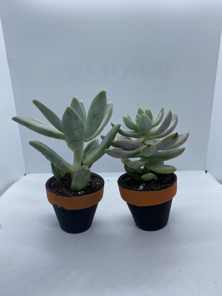 FoxholebyLiz's tweet photo. @ShareArtist I have spooky planters (plant included), scrunchies, and wood burned utensils!! 

https://t.co/hGR2fI30B9 https://t.co/vTYN996PP8