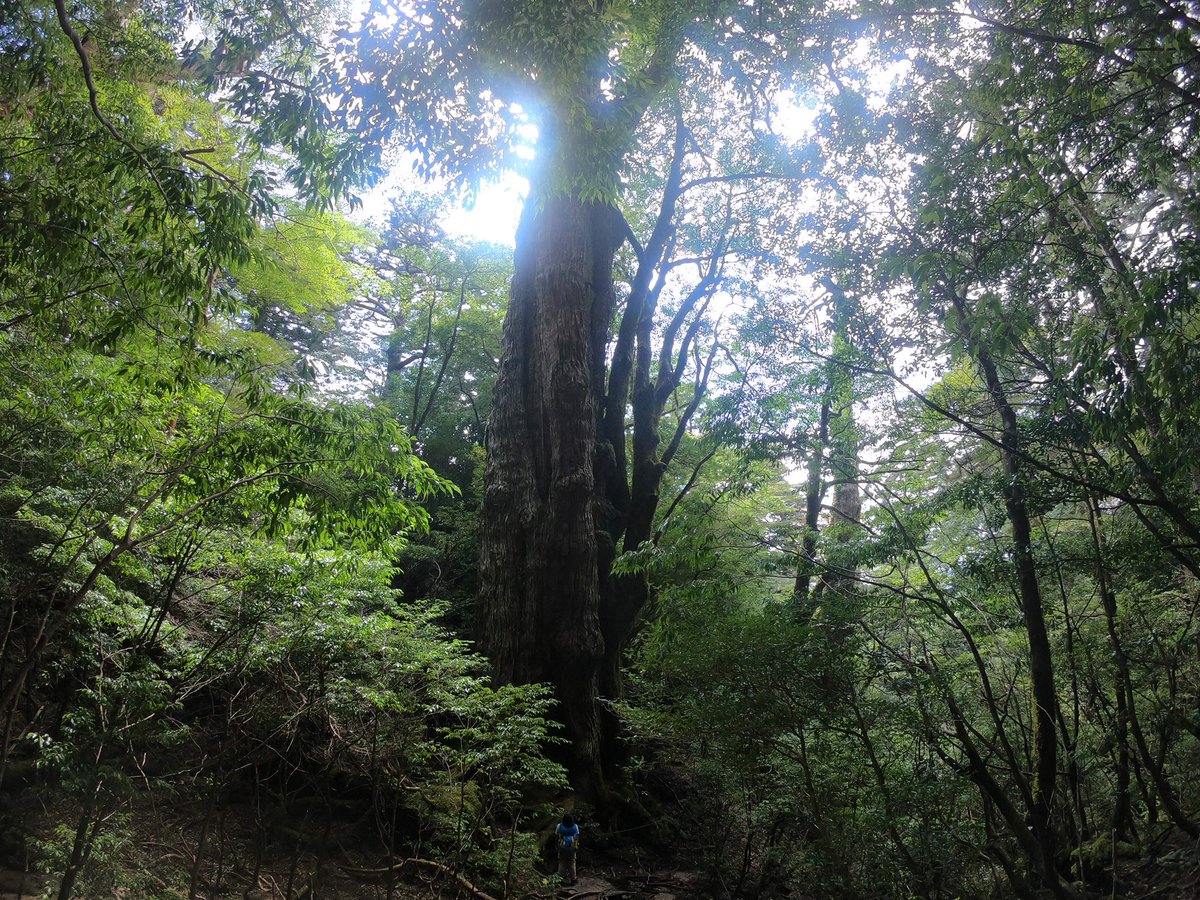 屋久島ガイド Wonder Mountain 屋久島 Wondermountain Twitter