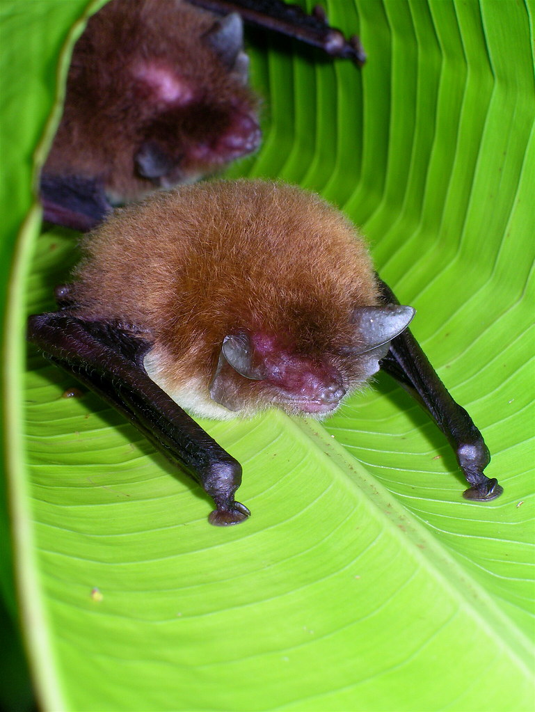 Bat Number Three is the Madagascar sucker-footed bat (Myzopoda aurita).They are one of the few bat species that roost head-side up, instead of upside-down, because they sleep while USING TINY ADHESIVE CUPS ON THEIR HANDS TO STICK TO LEAVES