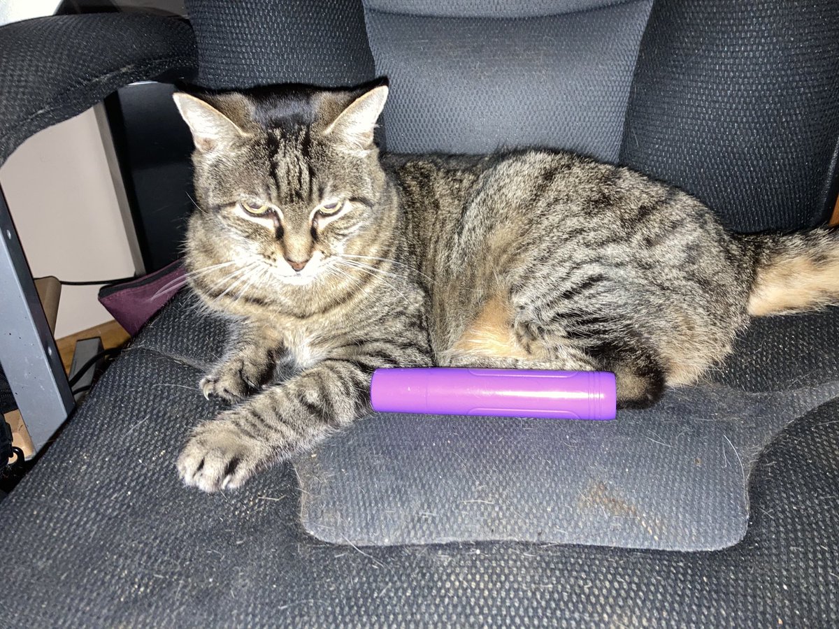 ModePj's tweet image. Cat