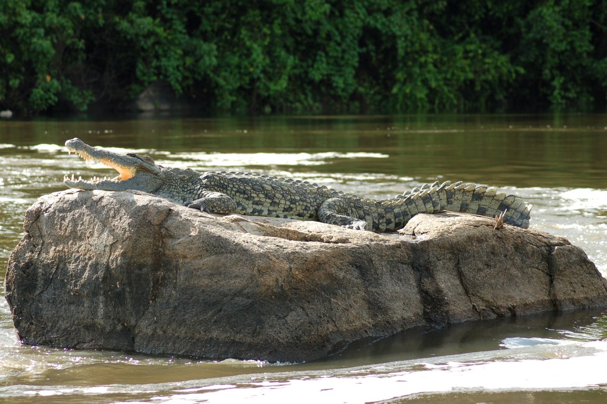 From the ferocious Nile crocodile, Uganda has a remarkable abundance of reptiles #wildlife #tourism #safetravel #conservation #afrika #safariuganda #africansafari #murchisonfallsnationalpark
info@cultoursandsafaris.com
https://t.co/NEHx9qEuoP
+265 414660243, +256 775776980 https://t.co/kj28MxlMSw