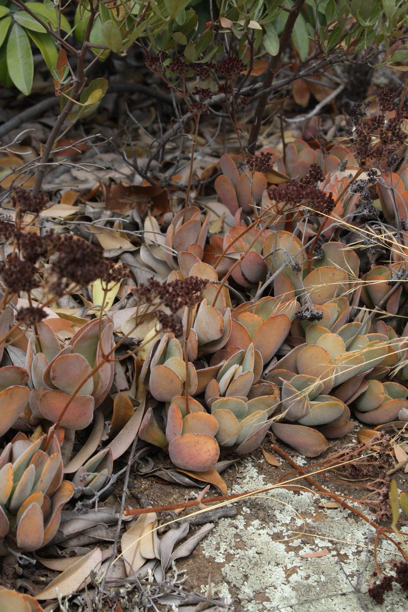 MartiBlom's tweet photo. The overall scene of the Upper Tonquani kloof, #Magaliesberg. Above the Help-Help pools, there are batches of Crassula swaziensis growing on the rocky slopes in the quartzite sand. The leaves are soft, felt-like, covered with fine hairs on either side. #BotanyOnTheRun https://t.co/8yUHNoORXx