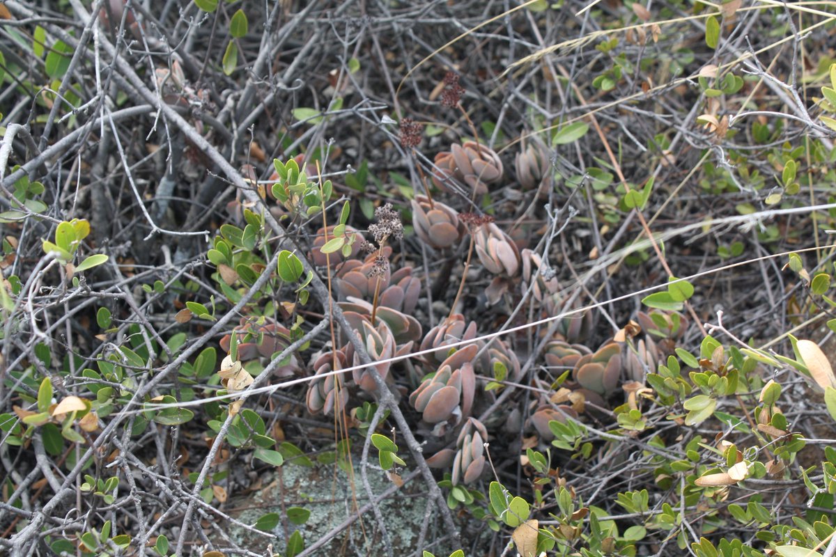 MartiBlom's tweet photo. The overall scene of the Upper Tonquani kloof, #Magaliesberg. Above the Help-Help pools, there are batches of Crassula swaziensis growing on the rocky slopes in the quartzite sand. The leaves are soft, felt-like, covered with fine hairs on either side. #BotanyOnTheRun https://t.co/8yUHNoORXx