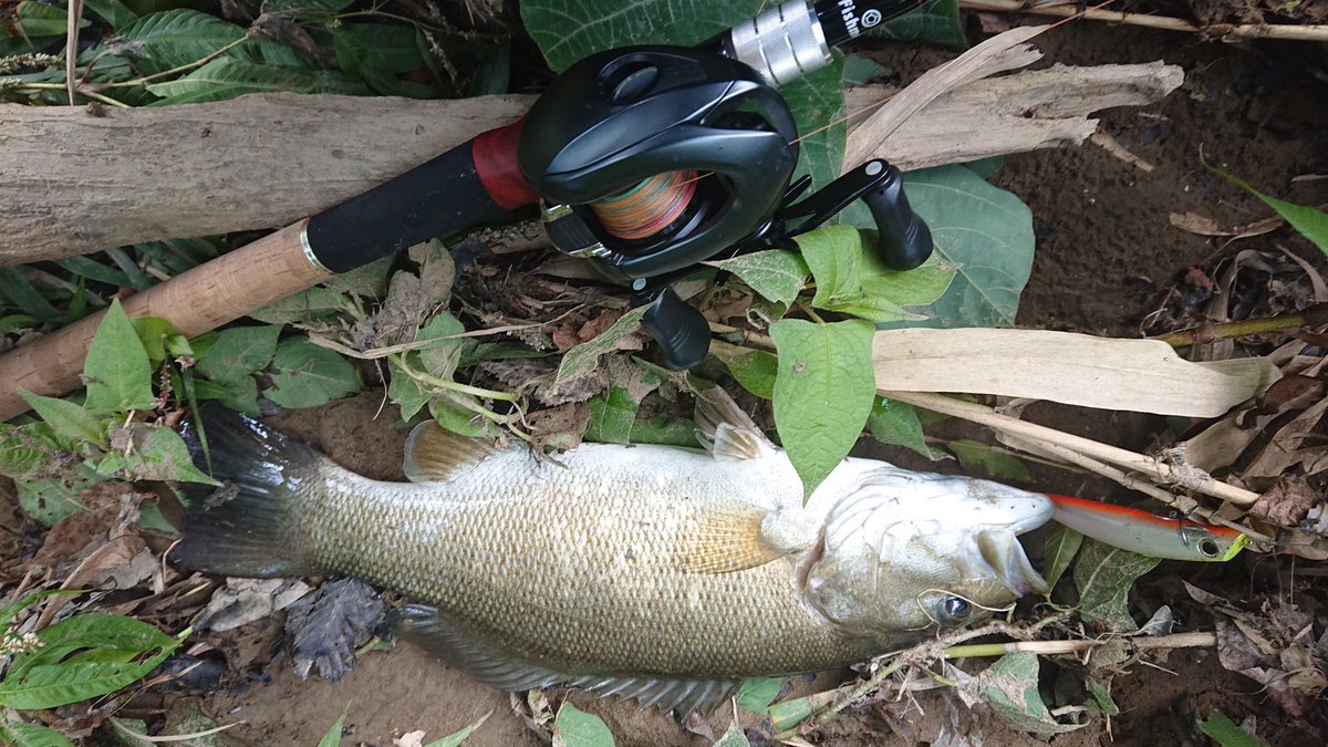 NGTM35KFC's tweet photo. リバースモールも炸裂‼️ww

#Fishman
#BeamsCROWLER83L+
#SHIMANO
#EXSENCEdc
#ﾔﾏﾄﾖﾃｸﾞｽ
#PEstrong４ https://t.co/ohofJiaqoq