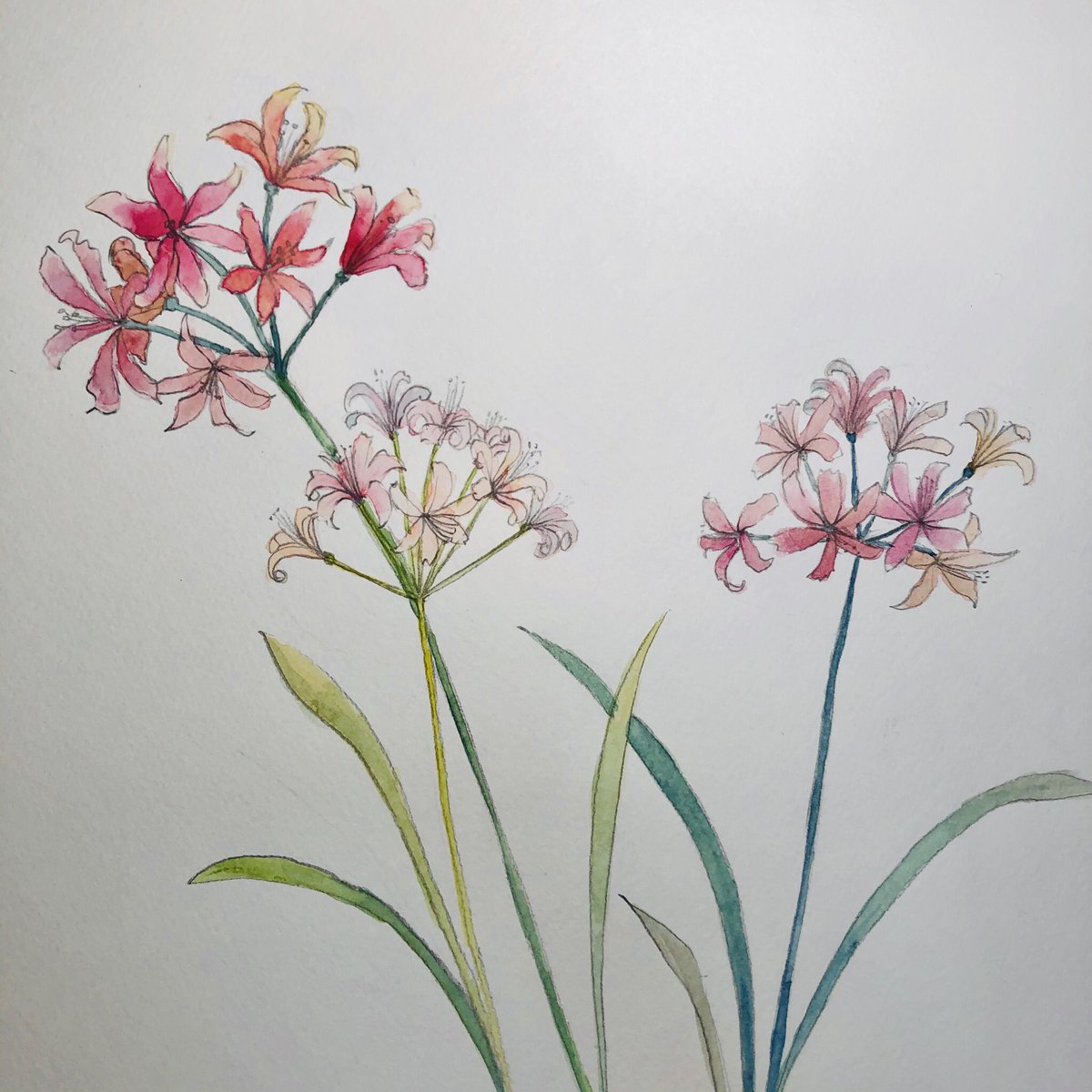 Miki ネリネ Nerine ダイヤモンドリリー Watercolor 水彩画 Art Sketch Flowers 花が好き ネリネ 花に日が当たると宝石のようにキラキラと輝くことからダイヤモンドリリーともよばれます T Co Lksc8zdm6c