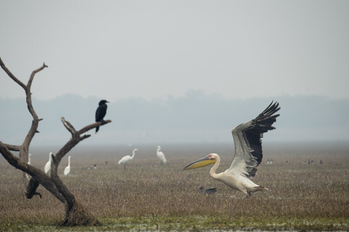 RathikaRamasamy's tweet photo. Would like to share few Pelican images from Bharatpur. 
Can”t wait visit to see them this season . Bharatpur bird Sanctuary,Rajasthan,India .
#bharatpur 
#wildlifeweek2020
#waterbirds
#rajasthan
#pelican #rathikaramasamy #wildlifeweek2020 https://t.co/XEtyXpROax