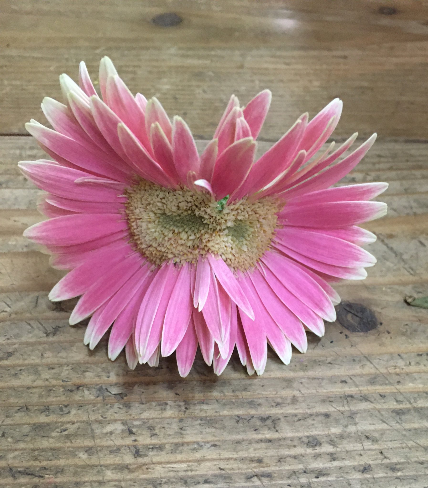 花色舞 Sc店 鉢物のガーベラでよく見る2つの花がくっついたもの 複数の花や茎がくっついた状態で成長する現象は 帯化 たいか もしくは 石化 せっか と呼ばれセッカケイトウ セッカヤナギ なといけばなで珍重されたり高価な多肉植物にありがちです