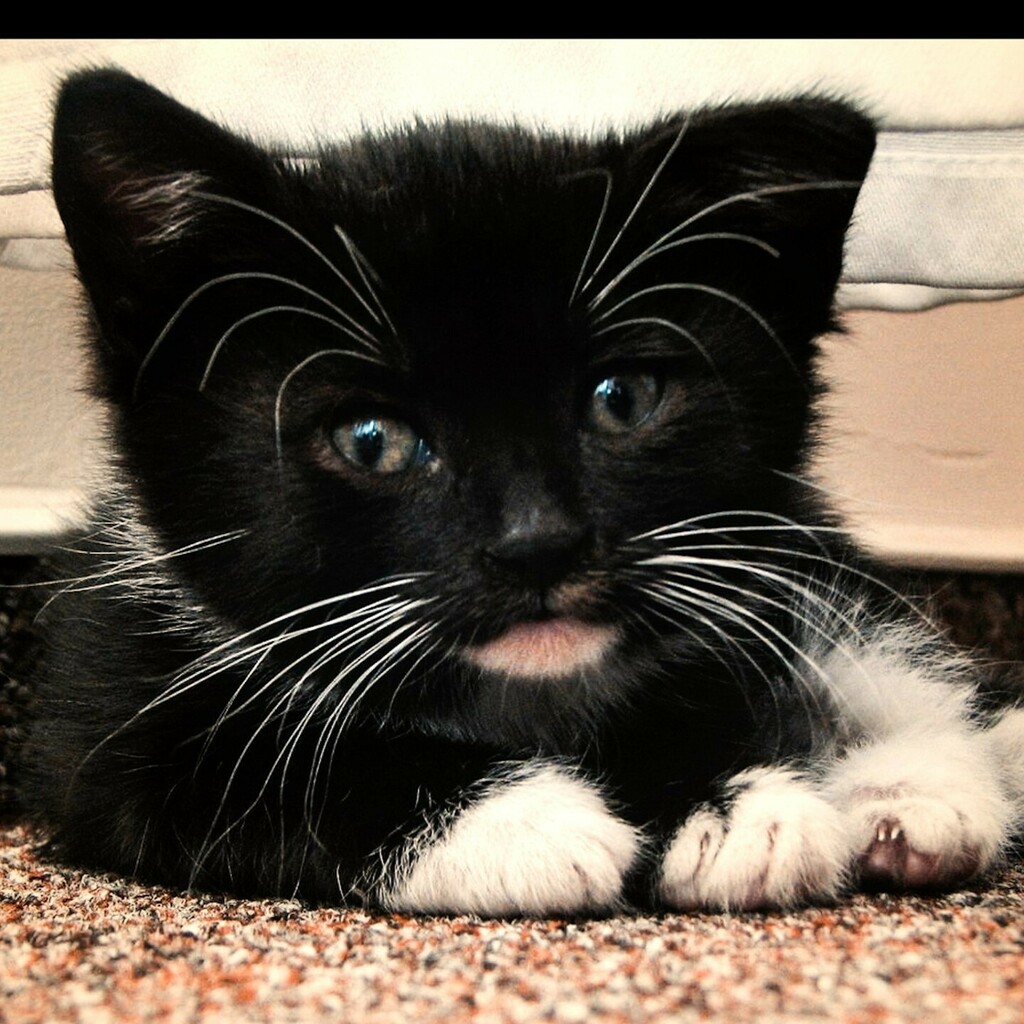 AgnomaliaP's tweet image. Przedstawiam wam najśliczniejszego i najbardziej uroczego kotka w całym Instagramie 🐱♥️⁠
.⁠
.⁠
.⁠
#kotek #kociak #cat #kitten ##catlover #photooftheday #dachowiec  #małykot #instacat  #mojkot #mycat #malykotek #cat #babycat #babycat #malenstwo#sweet #tyleslodkosci #urocz…