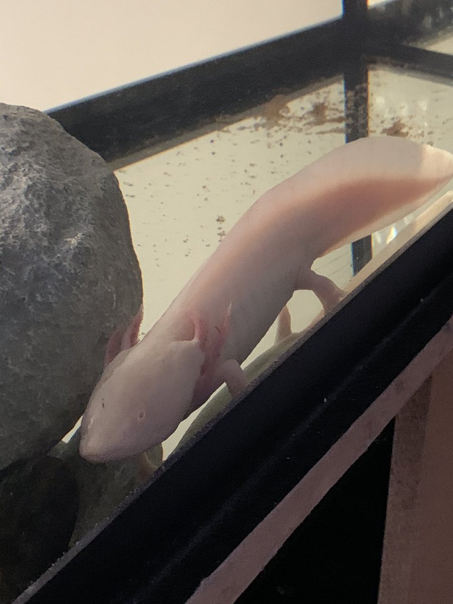 SupaTTV's tweet image. For everyone excited that @Minecraft is adding axolotls in the #caveupdate yeah I beat yall to it cus I have one. Say hi to gaben