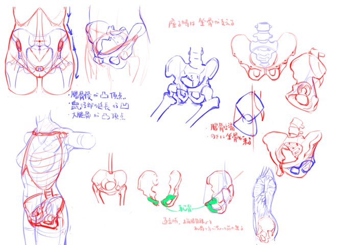 腰の凸部は腸骨陵が頂点
鼠蹊部の延長のラインが凹み
大腿骨で凸る

横から見たときに腸骨の上端から垂線を下ろしたラインに坐骨下端が来る

恥骨は腸骨上棘より前に来る 