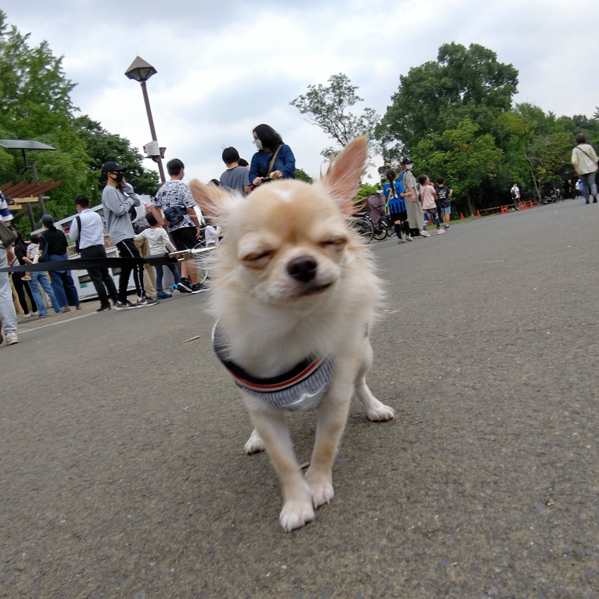 Hirohiro Y チワワのルーク 気の合うワン友に出くわさず 渋い顔 チワワ チワワの居る生活 可愛いチワワ T Co Vvfpybwfqy Twitter