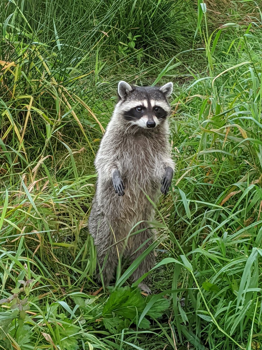 This is a raccoon
