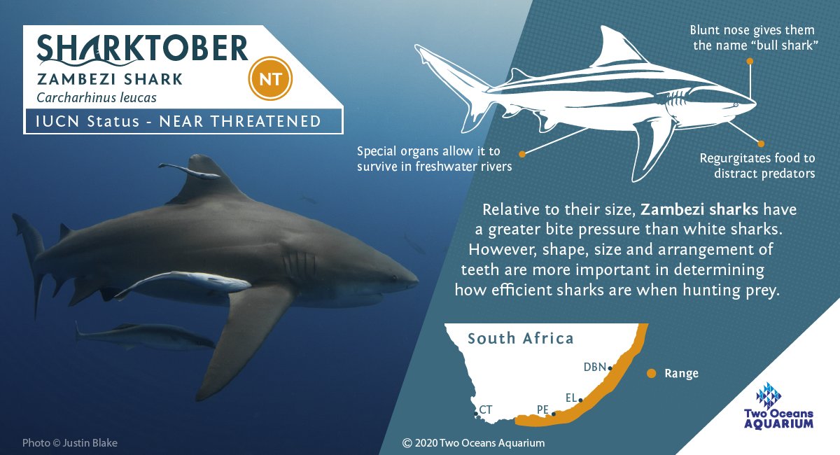 Two Oceans Aquarium on X: 🦈ZAMBEZI SHARK🦈 Also known as bull sharks,  these sharks are known for their ability to survive in freshwater as well  as in the ocean. They have been