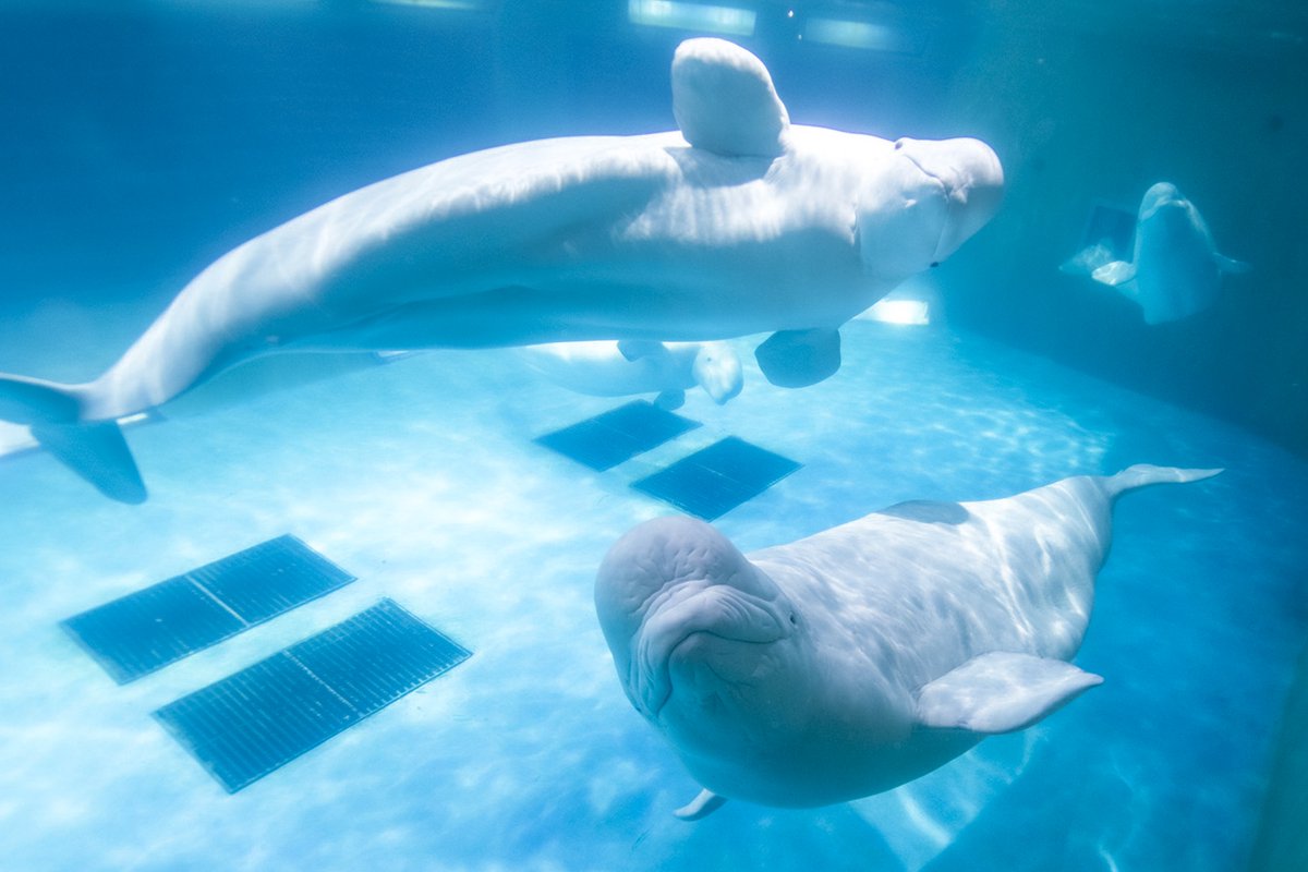 鴨川シーワールド 公式 A Twitter 動物ぬりえ ベルーガ 第3弾の今回は ベルーガ です 北極海に生息するベルーガの体色は 流氷に身を隠すための保護色と言われています 北極の流氷 何色だったでしょうか 写真や動画で観察しながら 塗ってみてください 鴨川シーワールド 公式 A Twitter 動物ぬりえ ベルーガ 第3弾の今回は ベルーガ です 北極海に生息するベルーガの体色は 流氷に身を隠すための保護色と言われています 北極の流氷 何色だったでしょうか 写真や動画で観察しながら 塗ってみてください