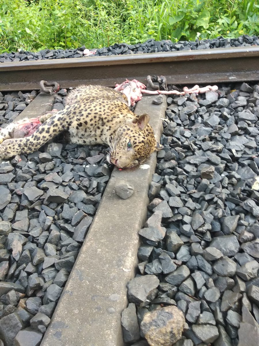 TW: There has been a  @savemollemgoa movement going on in Goa. The govt is all set to destroy an ecosystem of 50k trees + 1000s of animal & plant species. As the peace march passed the track in the area on 2nd Oct, they found this dead leopard with body parts scattered around.