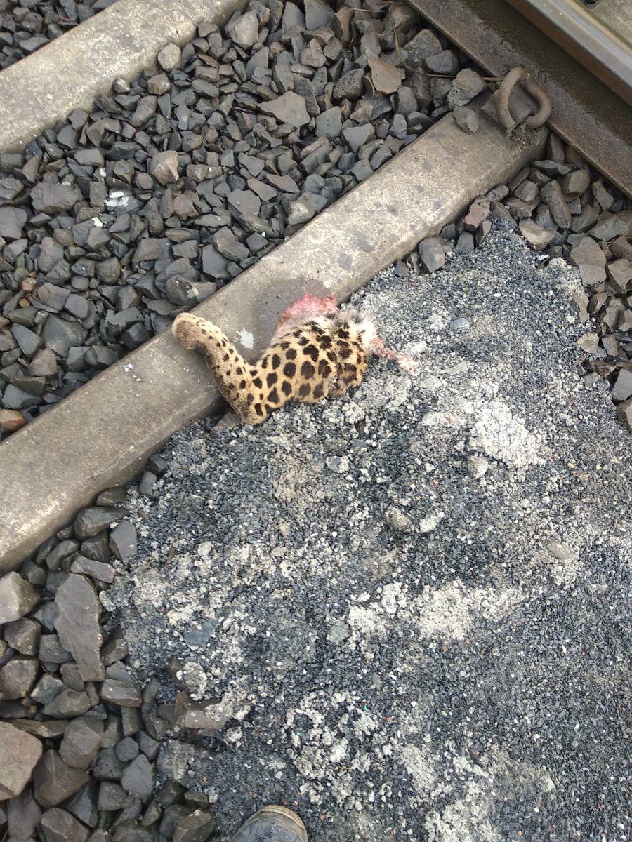 TW: There has been a  @savemollemgoa movement going on in Goa. The govt is all set to destroy an ecosystem of 50k trees + 1000s of animal & plant species. As the peace march passed the track in the area on 2nd Oct, they found this dead leopard with body parts scattered around.