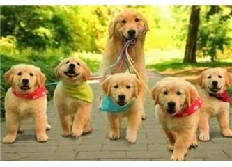 Hayatımızda en zararsız ve en dostumuz olan minnoşlarımızın #4EkimHayvanlarıKoruma günü kutlu olsun.