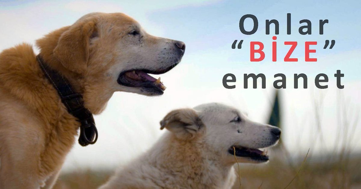 4 Ekim Hayvanları Koruma Gününü kutla(ya) mıyoruz. Yeni hayvan yasası çıkmadığı sürece bizler için kutlanacak bir durum söz konusu değildir. #hayvanaşiddetehayır #hayvanaşiddetsuçtur #yasahemençıkmalı #onlarbizeemanet