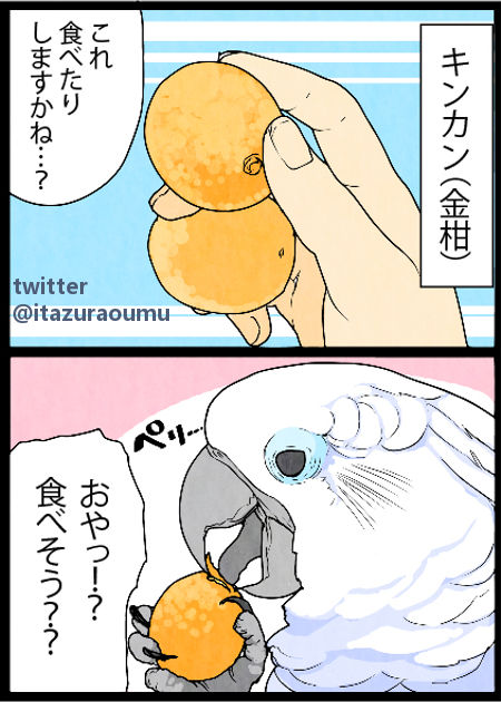 オウムとキンカン
#漫画 #いたずらオウムの生活雑記 