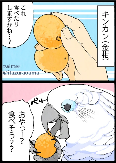 オウムとキンカン#漫画 #いたずらオウムの生活雑記 