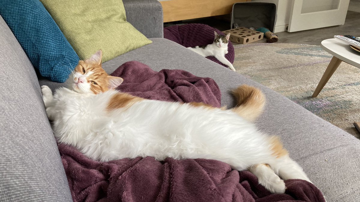Mathematicats's tweet image. A day for just chilling...

#CatsOfTwitter #RainyDay #SundayVibes