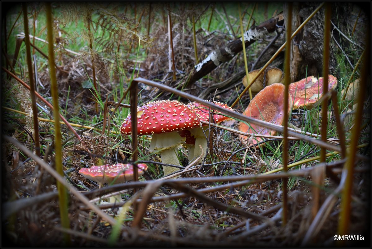 Marksvegplot's tweet image. Not ideal weather for foraging this weekend, but the fungi will have been enjoying the heavy rain, methinks! #UKFungusDay