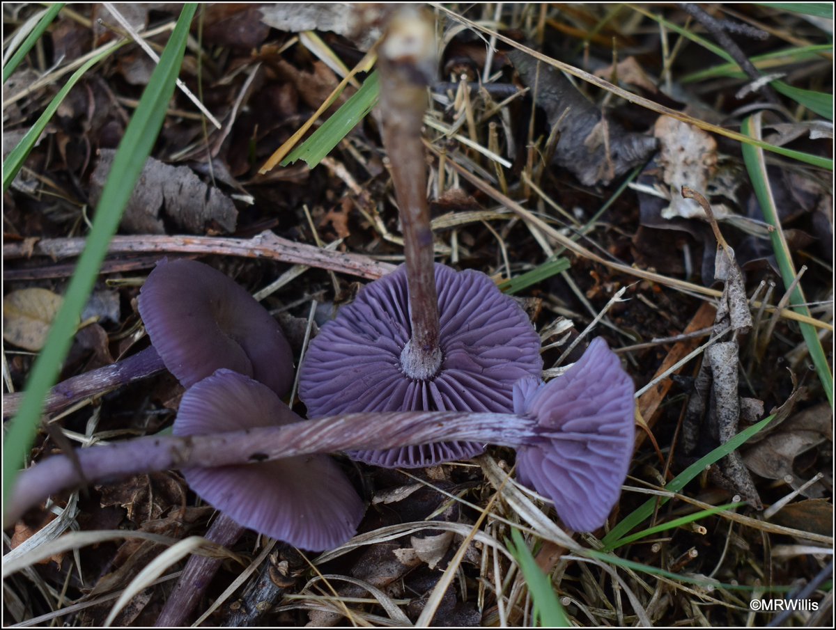 Marksvegplot's tweet image. Not ideal weather for foraging this weekend, but the fungi will have been enjoying the heavy rain, methinks! #UKFungusDay
