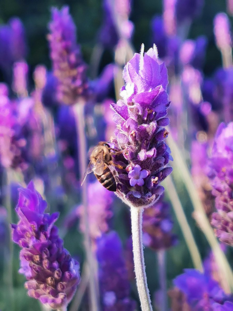 LaraTollner's tweet photo. Lavender .. a purple extravaganza of happiness!
#spring #joy #lavender #bees #sunshine https://t.co/HR2JqYbpkV