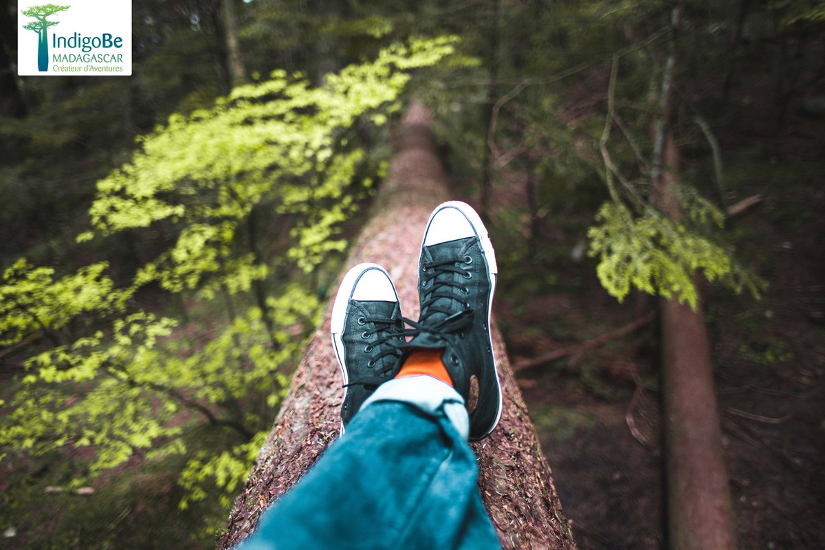 indigobe's tweet photo. Hoy he aprendido que en Alemania utilizan la palabra #Waldeinsamkeit, para expresar el sentimiento de estar en un bosque, conectado con la naturaleza y en soledad 💚
FELIZ DOMINGO !
⠀ ⠀ ⠀
📸 Burst #natura #natureza #toetra #naturaleza #madagascar #indigoBE #nature https://t.co/0ycKiUJDYQ