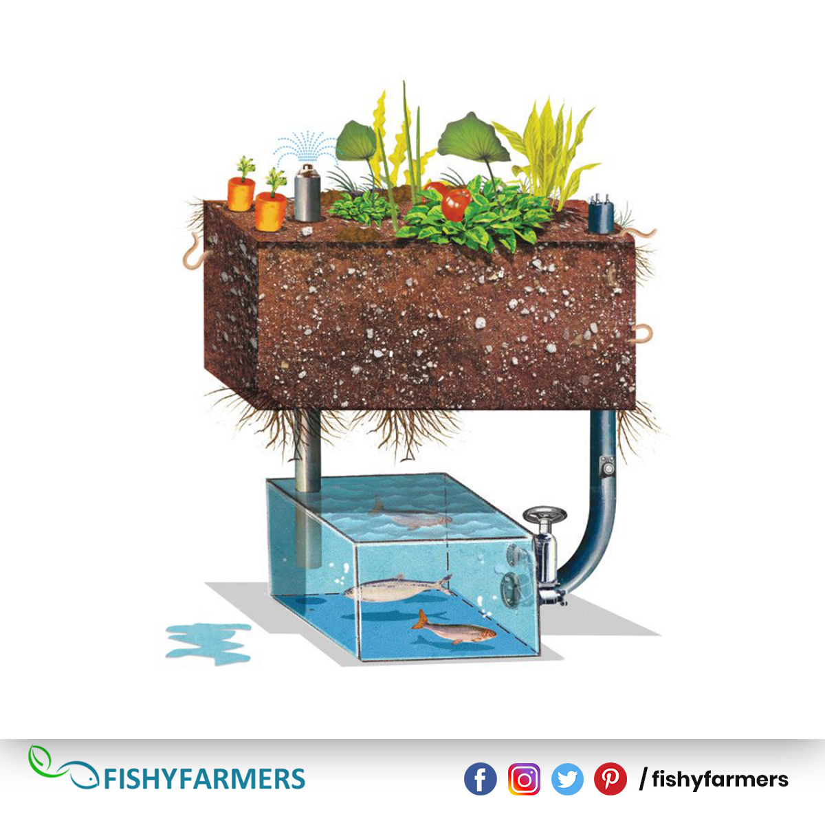 Explaining it better  #aquaponics #fishyfarmers #homegrown #organicfarming #organicfood  #aquaponicsfarming #futureagriculture