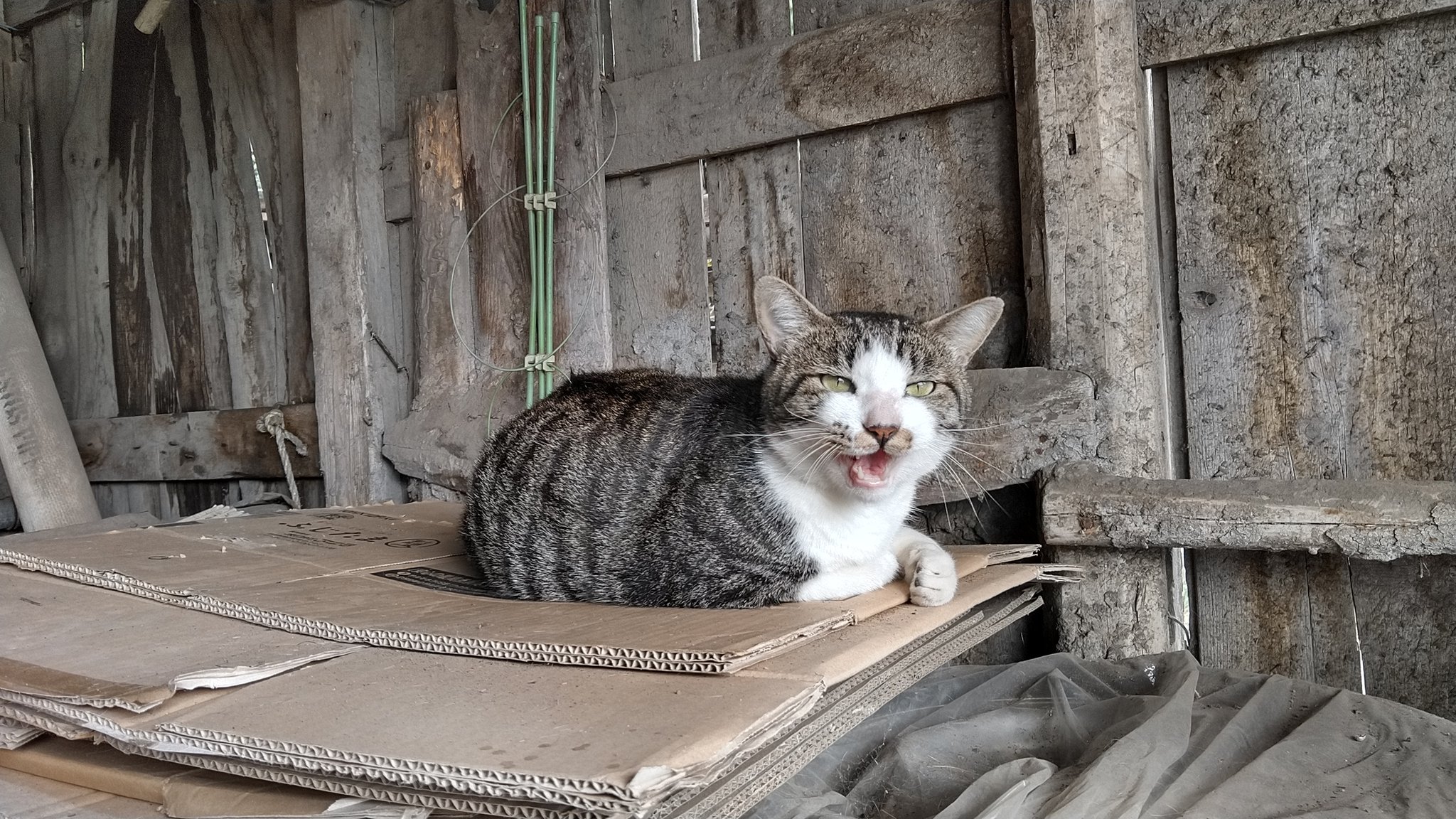 琥珀ぬこ(*´꒳`*)🐾鬼滅＆NieRヲタ (@noanyo) / Twitter