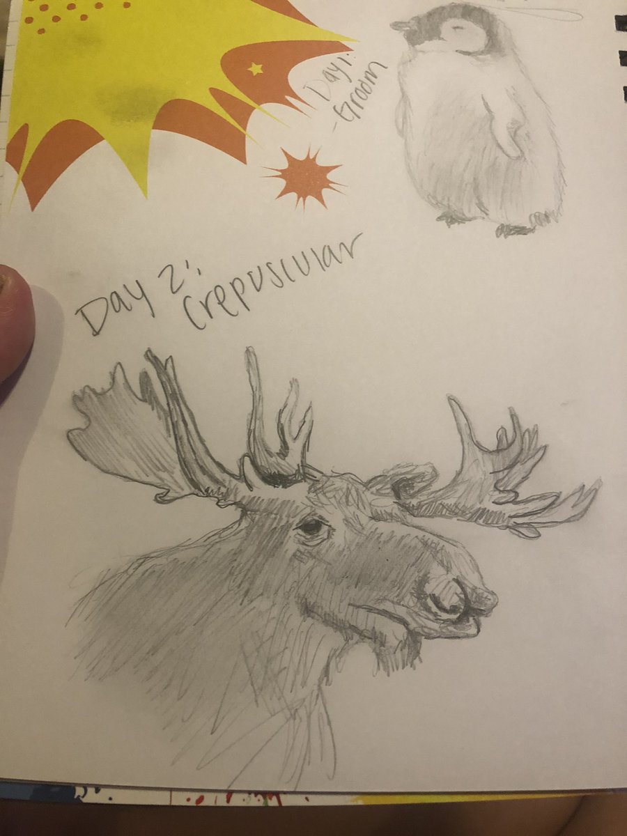 Day 2 is crepuscular, meaning active at dawn and dusk. I love going to silver lake I’m big cottonwood canyon in the evening because I almost always see a moose or two! They browse for grass and pine cones and their antlers can be up to 6 feet end to end!
