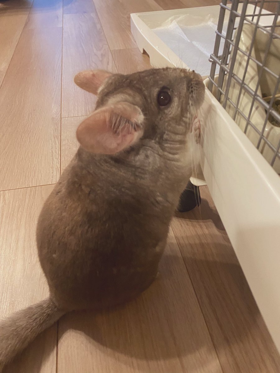 DaiaryDede's tweet photo. 部屋んぽを楽しむようになってきたデデちゃん🐭

#チンチラ
#デデ
#チンチラブラウン
#チンチラのいる暮らし
#小動物
#アニマル
#部屋んぽ
#chinchilla
#chinchillalife
#animal https://t.co/z5euFlTWZJ