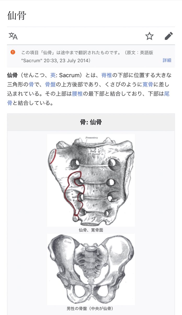 てくひ On Twitter ここで仙骨を詳しく