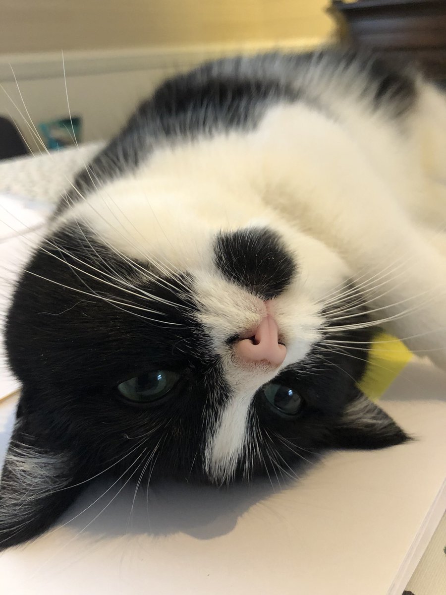 JasminkaPoppe's tweet photo. #werelddierendag ❤️🐱

Mijn partner in crime bij het thuiswerken. https://t.co/fgjibpkD07