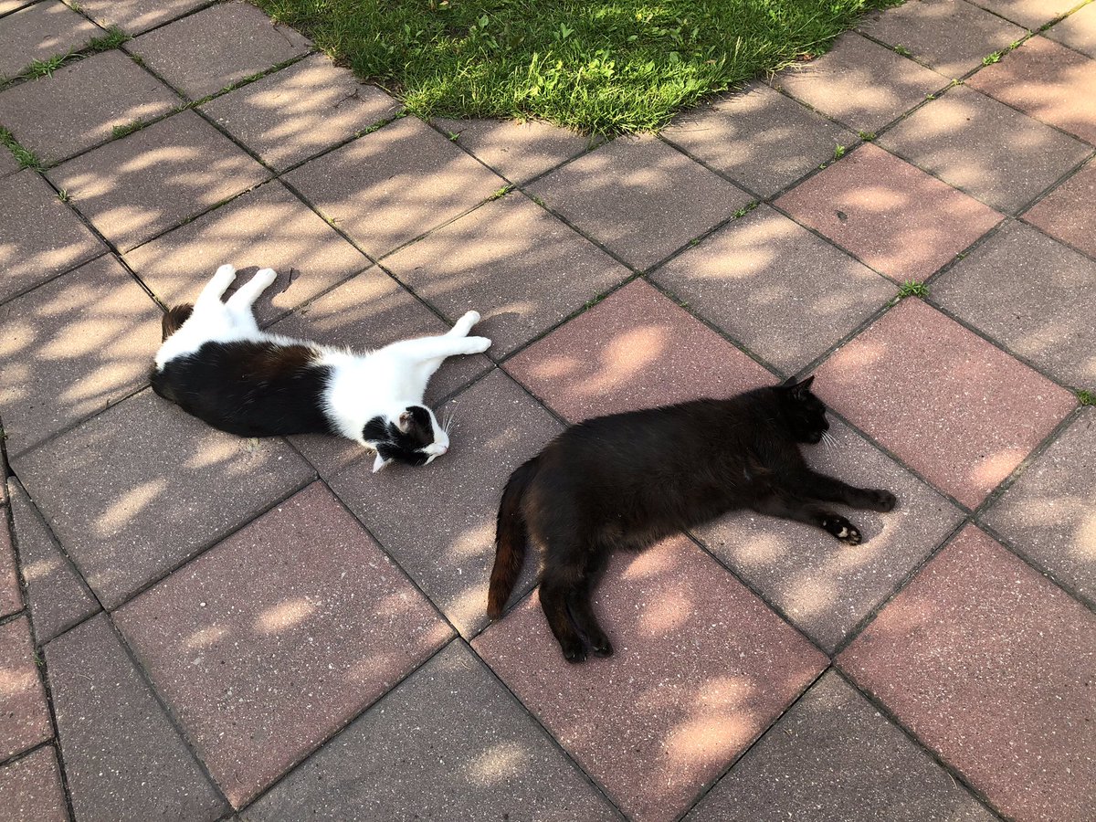 mareksuski's tweet photo. Dziś jest międzynarodowy dzień zwierząt. Z tej okazji życzę naszym braciom mniejszym miłości od ludzi. Na zdjęciu moje kotki wypoczywające po jedzonku https://t.co/TbJ7QYlBSY