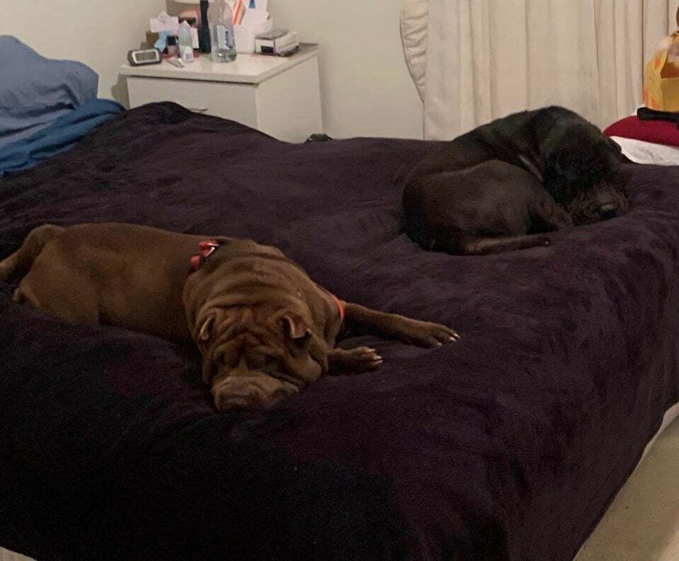 WrinklyDogBlog's tweet photo. Fast asleep after a busy day via jackstrad2020 https://t.co/EWIGPQWS1O #sharpei #dogs #cute #wrinkly https://t.co/iRAJHIln7f