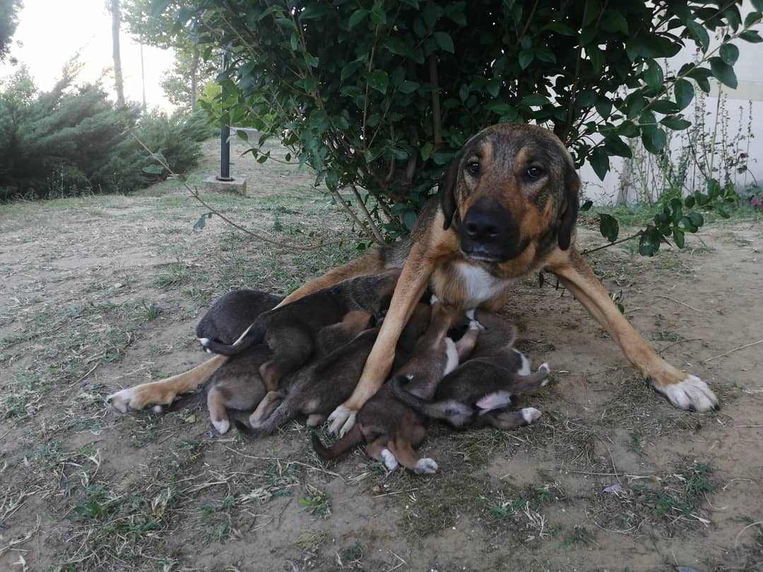 bu fotoğraflardaki hiçbir bebek artık yaşamıyor 😔
barınağa götürülen, ölümcül virüs kaptırılıp izmit ve kocaeli büyükşehir belediyesi'nce zamanla katledilen 10 bebe
dünya hayvanları koruma günüymüş.
hayvanların korunamadığı dünyanın günü mü kutlanır? 
#dünyahayvanlarıkorumagünü