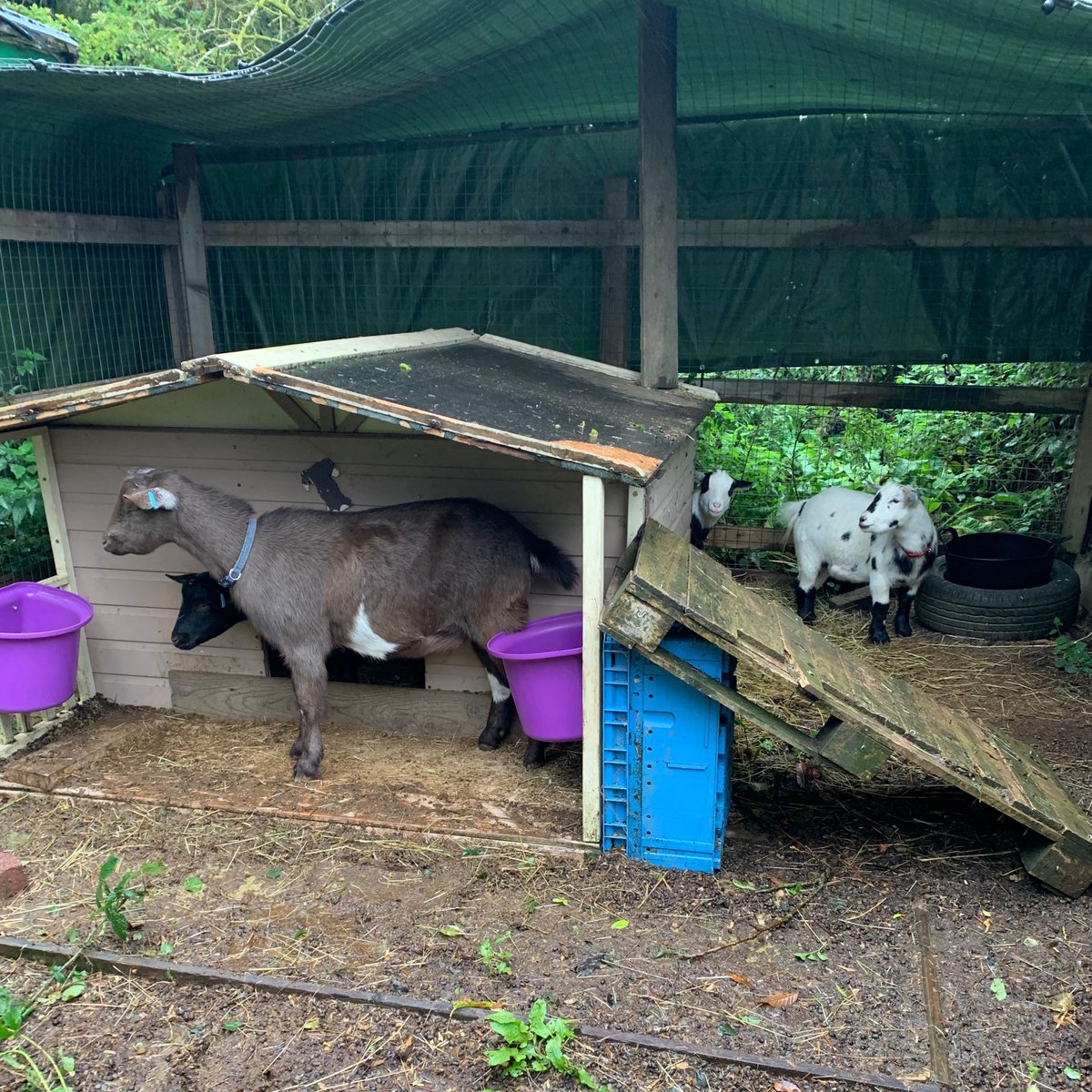 GiddyGoatCoffe's tweet photo. We are absolutely not going out in that weather. https://t.co/VOAavbZj4T