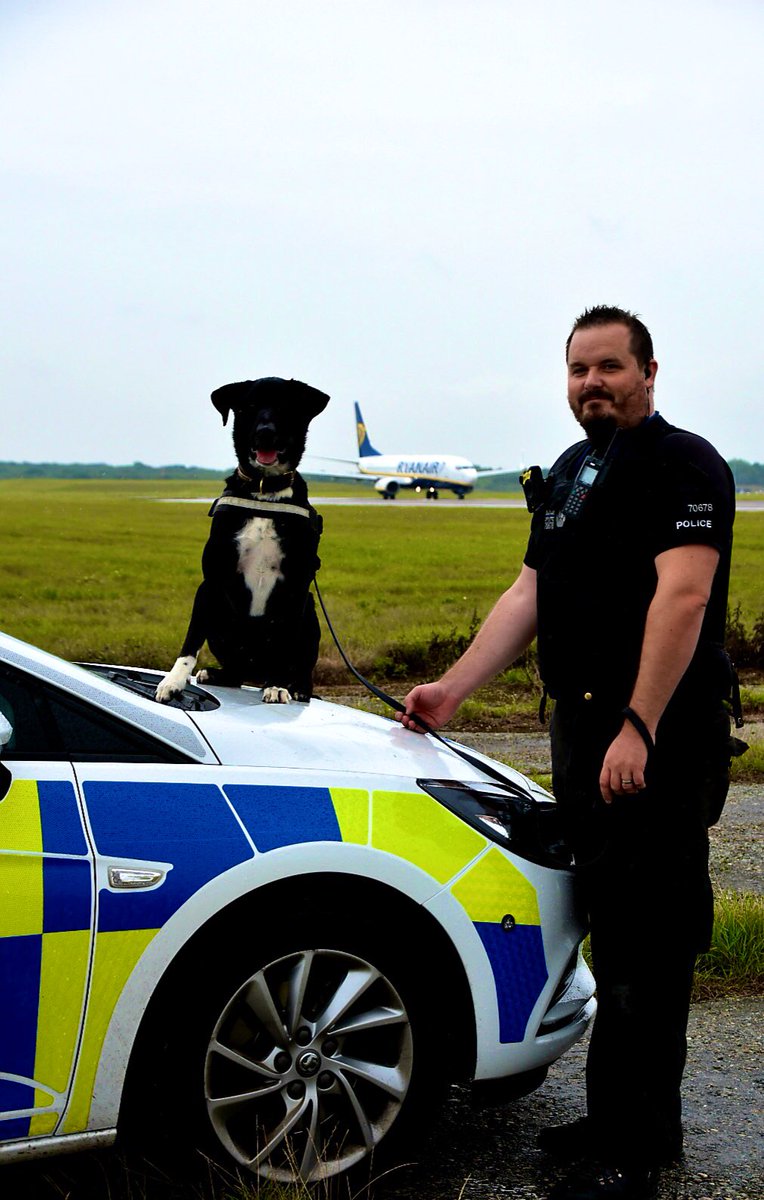 From <a href="/DogsTrust/">Dogs Trust 💛🐶</a> to <a href="/EssexPoliceUK/">Essex Police</a>. Still in possession of his original Dogs Trust collar &amp; advert!

#PDBoots now has 3 years service working at <a href="/STN_Airport/">London Stansted Airport</a> alongside <a href="/EssexPoliceSTN/">Essex Police - Stansted Airport</a>. Still can’t thank <a href="/DT_Essex/">Dogs Trust Basildon</a> enough for helping us find him. #RescueDogs #policedog