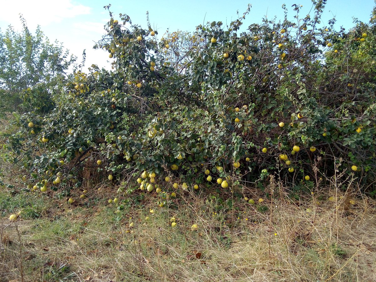 EKaos13's tweet image. Tepms de #codonys