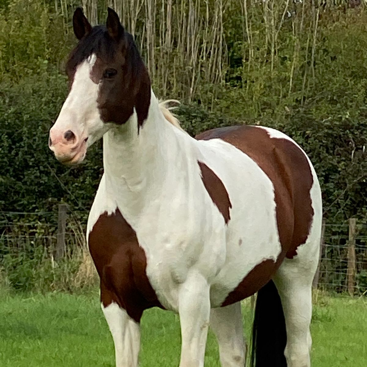 RuthEBamford's tweet photo. Balanced-Riding Autumn News Update! - https://t.co/a7gtThFl2b

Book now for 17th October pole work session https://t.co/ZCeA3b8XjP