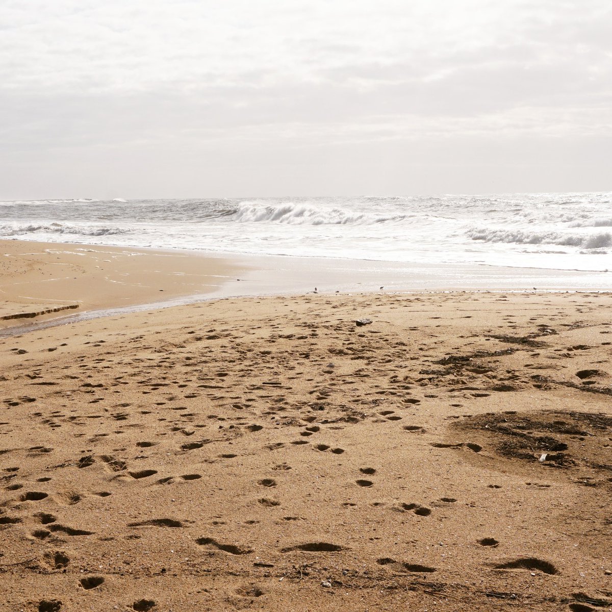 Apesar das barragens se encontrarem a vários quilómetros de distância das praias, têm um impacto muito grande na sua preservação, porque interrompem o caudal natural dos #rios e dos seus sedimentos. Uma barragem no interior pode ser responsável pelo desaparecimento da sua #praia.